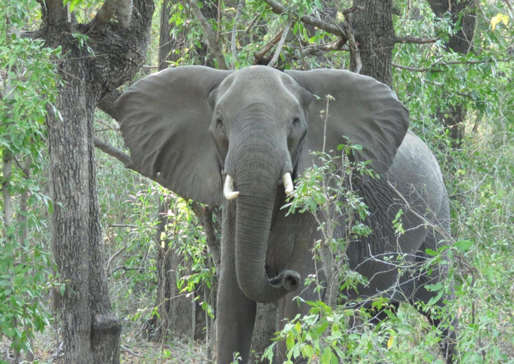 Phazama Farm Villa Maun Luaran gambar